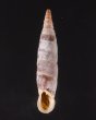 クチヒダギセル (仮称) Albinaria corrugatafig.1