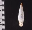 クチヒダギセル (仮称) Albinaria corrugatafig.2