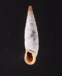クチヒダギセル (仮称) Albinaria corrugatafig.1