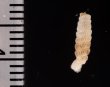 モリニパイプガイ (仮称) Brachypodella morini morinifig.2