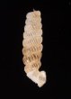 モリニパイプガイ (仮称) Brachypodella morini morinifig.3
