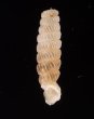 モリニパイプガイ (仮称) Brachypodella morini morinifig.1