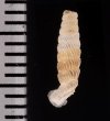 モリニパイプガイ (仮称) Brachypodella morini morinifig.2
