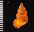 ニンジンクチヒレ (仮称) Parachondria rubicundusfig.2