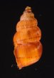 ニンジンクチヒレ (仮称) Parachondria rubicundusfig.3