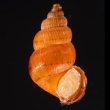 ニンジンクチヒレ (仮称) Parachondria rubicundusfig.1