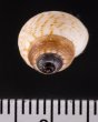 サワビーコドモヤマタニシ (仮称) Cyclotus sowerbyifig.2