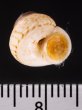 サワビーコドモヤマタニシ (仮称) Cyclotus sowerbyifig.3