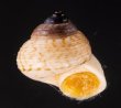 サワビーコドモヤマタニシ (仮称) Cyclotus sowerbyifig.1