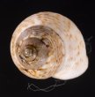 サワビーコドモヤマタニシ (仮称) Cyclotus sowerbyifig.2