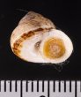サワビーコドモヤマタニシ (仮称) Cyclotus sowerbyifig.3