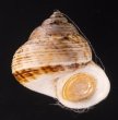 サワビーコドモヤマタニシ (仮称) Cyclotus sowerbyifig.1