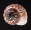 サワビーコドモヤマタニシ (仮称) Cyclotus sowerbyifig.2