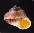 サワビーコドモヤマタニシ (仮称) Cyclotus sowerbyifig.1