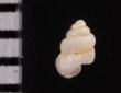 メラトゥスシリブトゴマガイ (仮称) Arinia ascotrochusfig.2