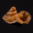 ナテラッパガイ 未詳 Gyliotrachela sp.fig.1
