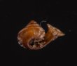 ナテラッパガイ 未詳 Gyliotrachela sp.fig.2