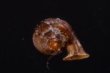 ナテラッパガイ 未詳 Gyliotrachela sp.fig.3