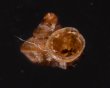 ナテラッパガイ 未詳 Gyliotrachela sp.fig.1