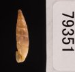 イピロスアオギセル (仮称) Albinaria scopulosa epirotesfig.3