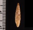 イピロスアオギセル (仮称) Albinaria scopulosa epirotesfig.2