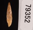 イピロスアオギセル (仮称) Albinaria scopulosa epirotesfig.3