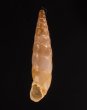 イピロスアオギセル (仮称) Albinaria scopulosa epirotesfig.1