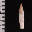 ペトレスゾウゲギセル (仮称) Albinaria eburnea inflaticollisfig.2