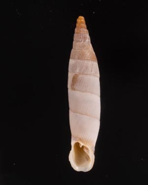 ペトレスゾウゲギセル (仮称) Albinaria eburnea inflaticollisfig.1