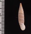 ペトレスゾウゲギセル (仮称) Albinaria eburnea inflaticollisfig.2