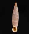 ペトレスゾウゲギセル (仮称) Albinaria eburnea inflaticollisfig.1