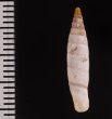 ペトレスゾウゲギセル (仮称) Albinaria eburnea inflaticollisfig.2