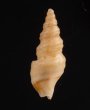 レールマキクチキレツブ (仮称) Clathurella crassiliratafig.3