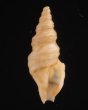 レールマキクチキレツブ (仮称) Clathurella crassiliratafig.1