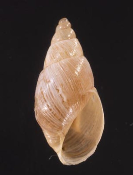 ポーチョトウガタマイマイ (仮称) Bostryx radiatusfig.1