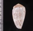 ラヌンキュルスイモ Conus nigropunctatusfig.2