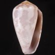 ラヌンキュルスイモ Conus nigropunctatusfig.1