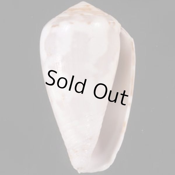 ラヌンキュルスイモ Conus nigropunctatusfig.1