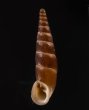 ブチェジキセル (仮称) Alopia straminicollis monachafig.1