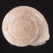 エブシタナコマイマイ (仮称) Xerocrassa ebusitanafig.1