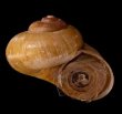コハクコシタカアツブタ (仮称) Aperostoma translucidum trinitensefig.1