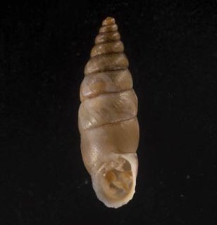 法螺貝　36cm 法螺貝36.2cm