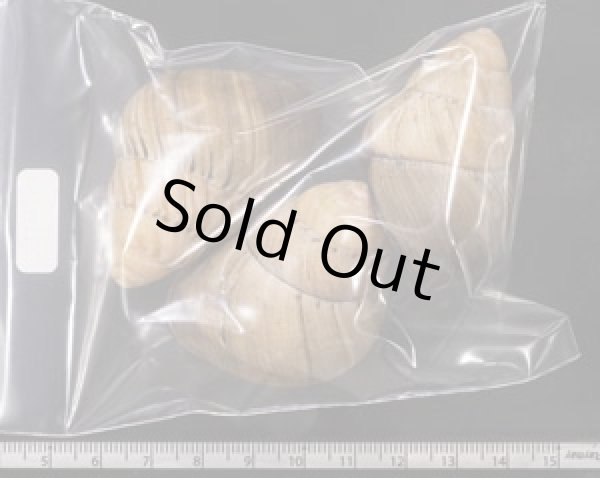 画像2: イロイロゴシキマイマイ (仮称) (2)