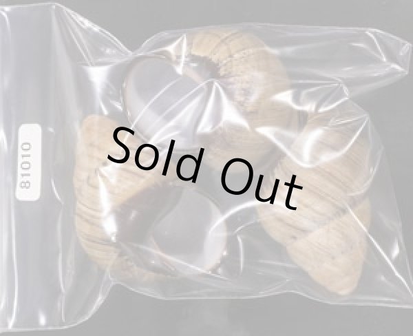 画像1: イロイロゴシキマイマイ (仮称) (1)