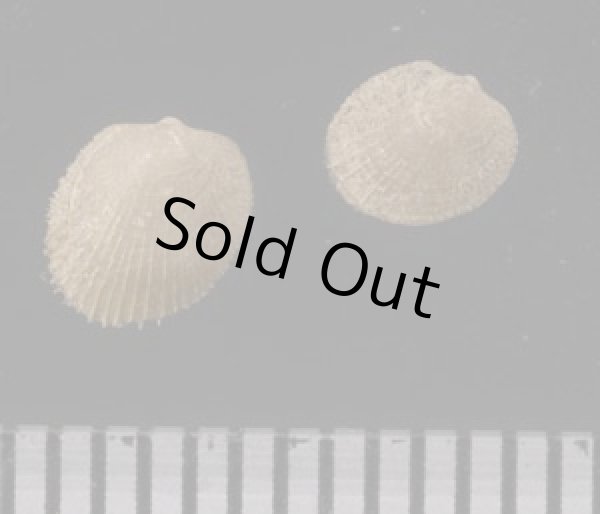 画像2: マメシラスナの仲間02 未詳 (2)