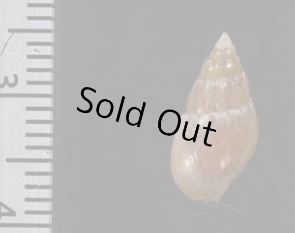 画像2: ホソウネヨウバイ (ウネなし) (2)