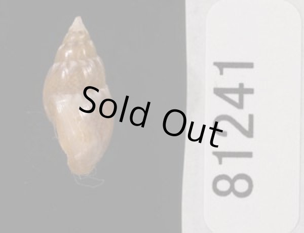 画像3: ホソウネヨウバイ (ウネなし) (3)