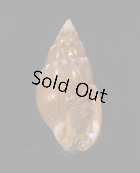 画像1: ホソウネヨウバイ (ウネなし) (1)