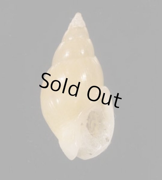 画像1: ホソウネヨウバイ (ウネなし) (1)