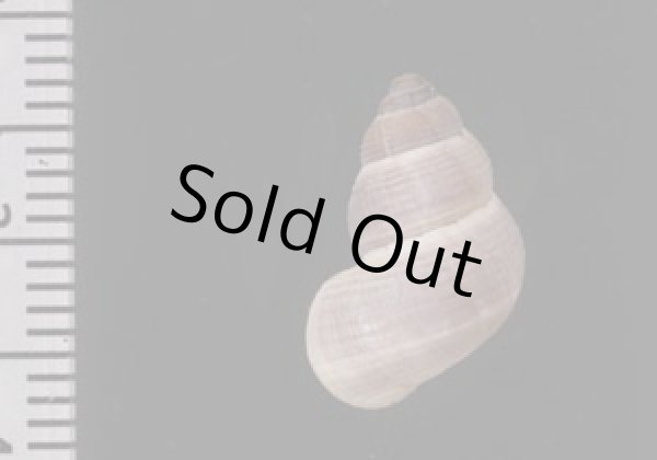 画像2: ミゾフタヤマタマキビ (仮称) (2)